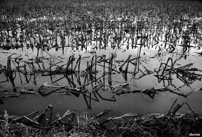 ahcravo_DSC_1298 ereira bw