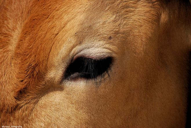 tão bel o olho de merkel
