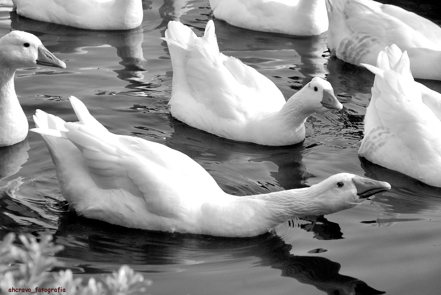 gansos mudos