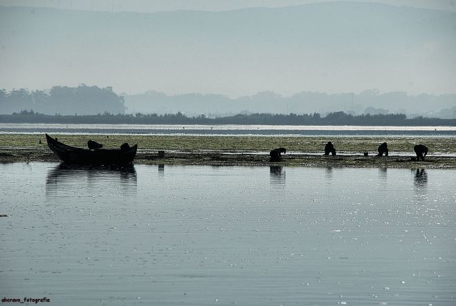 ahcravo_DSC_8322_japónica