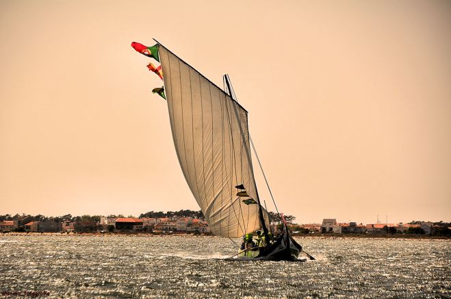 moliceiro marnoto_regata 2013