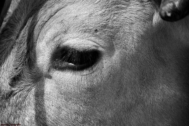 juntas de bois em espinho