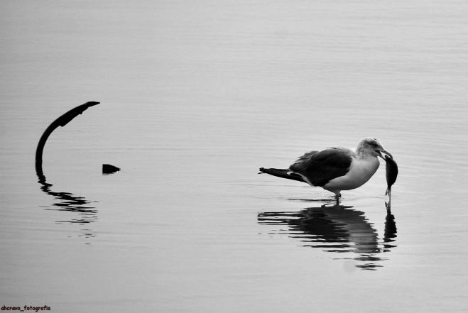 ahcravo_DSC_2156_gaivota ria