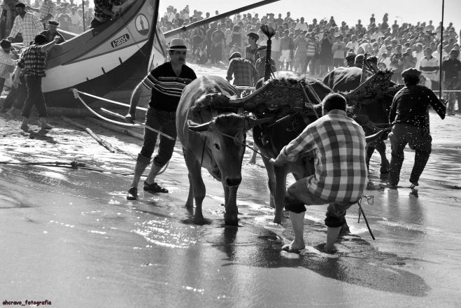 recriação da xávega com bois, torreira, setembro, 2013