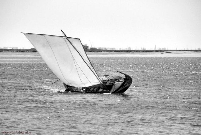 regata bico, 2011