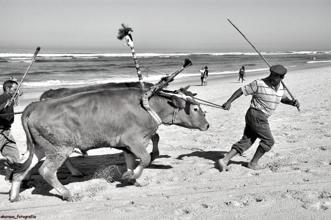 viagem ao tempo das juntas de bois