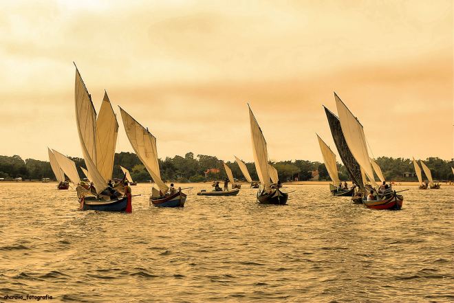 como voam as bateiras em bando