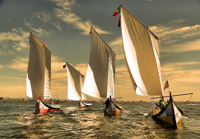 moliceiros de velas ao vento