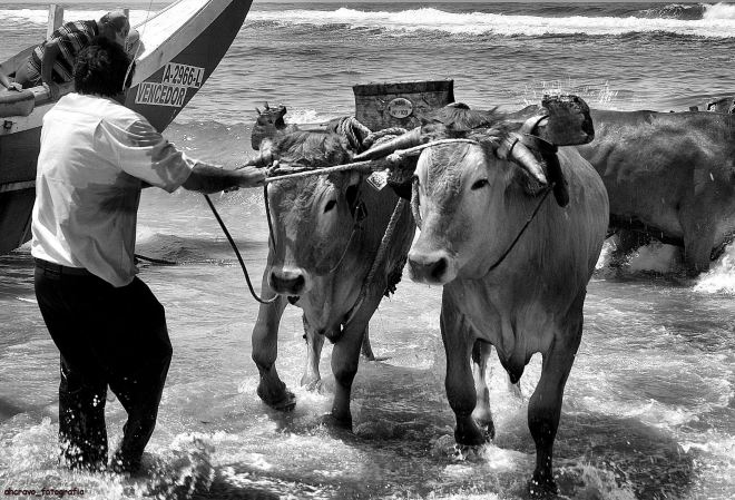 juntas de bois na praia da vagueira