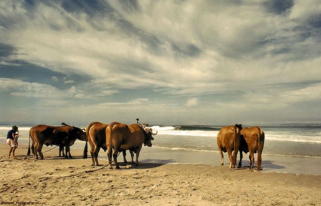 torreira, havia bois no mar