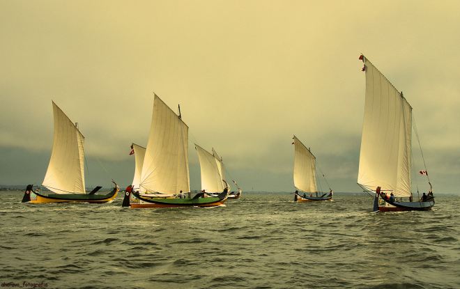 os cisnes ainda vogavam em bando