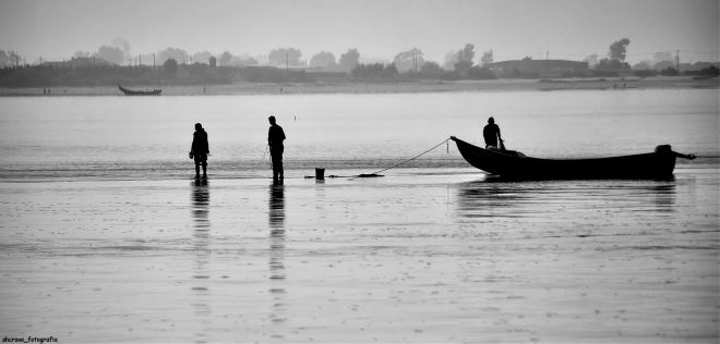 a sobrevivência na ria de aveiro