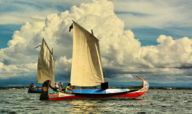 os cisnes da ria num céu de sonho
