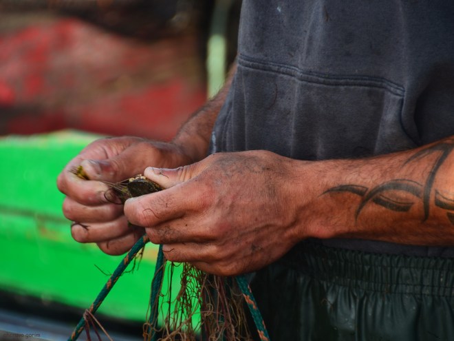 as garras ferem os dedos. o caranguejo infesta a ria
