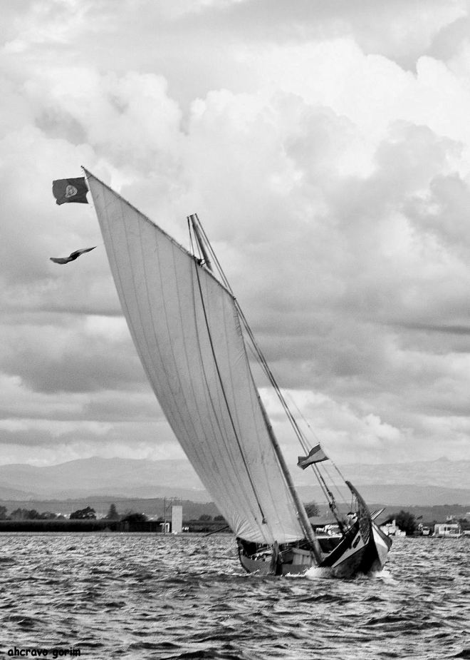 manobrar um moliceiro é arte de navegar