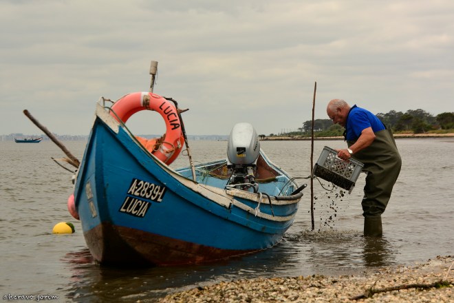 0 ahcravo_DSC_8378_cirandar_henrique cunha