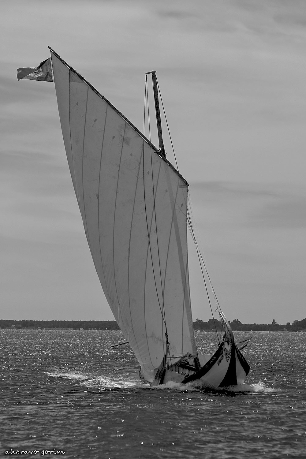 0 ahcravo_DSC_6809 regata moliceiros bico bw