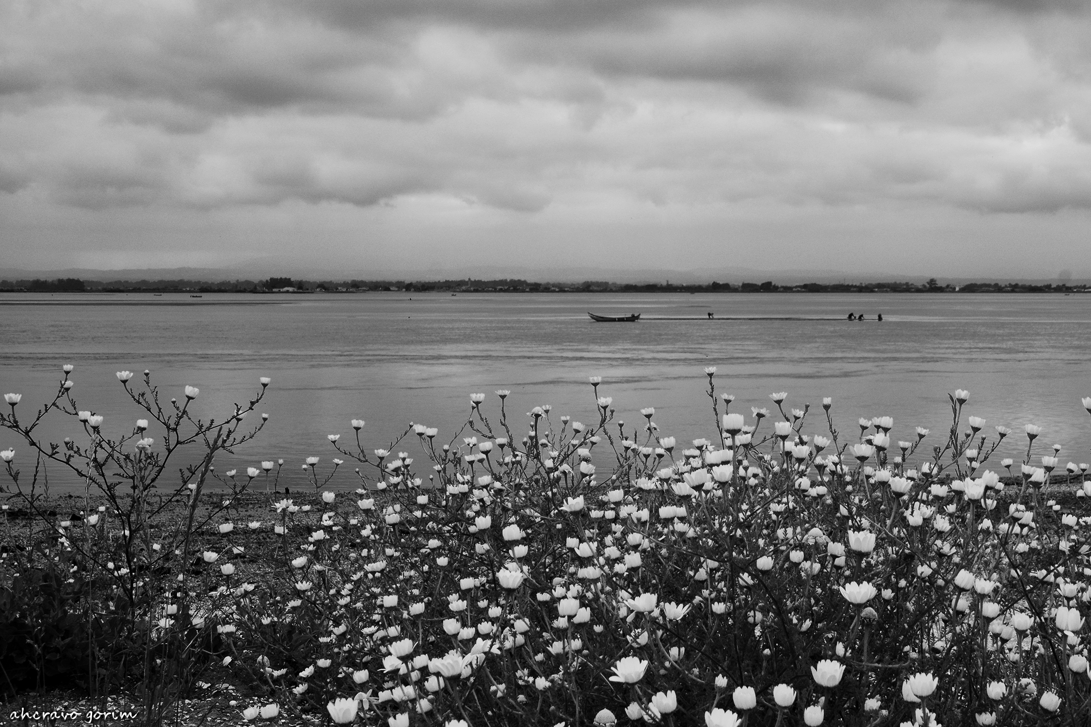 0 ahcravo_DSC_8274 bw