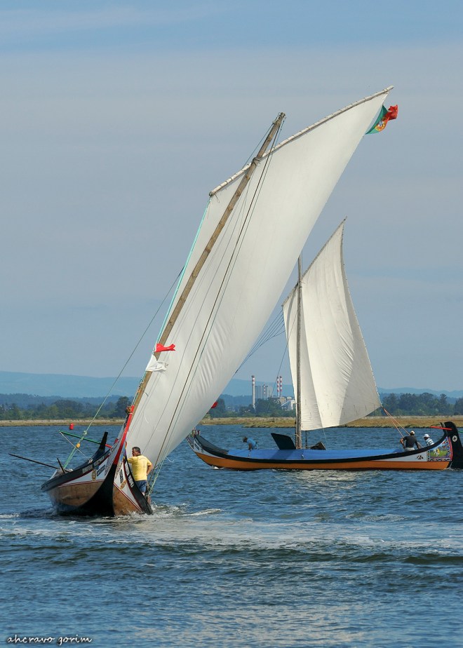 0 ahcravo_DSC_6832 regata moliceiros bico