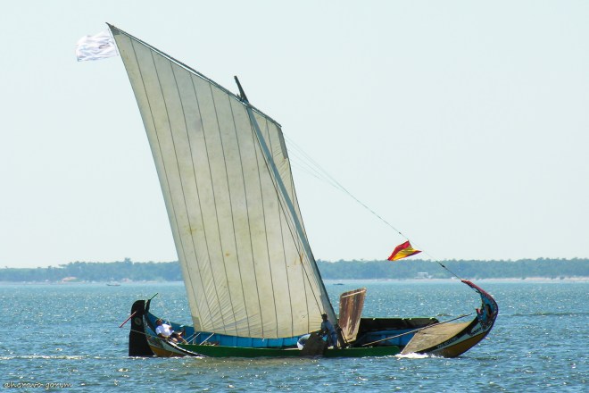 0 ahcravo_DSCN9252 regata moliceiros bico_2006