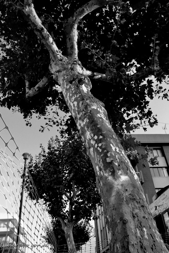 0 ahcravo_DSC_3703 bw