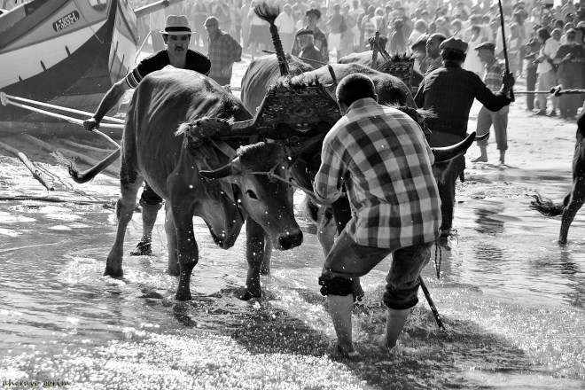 0 ahcravo_DSC_2698 s