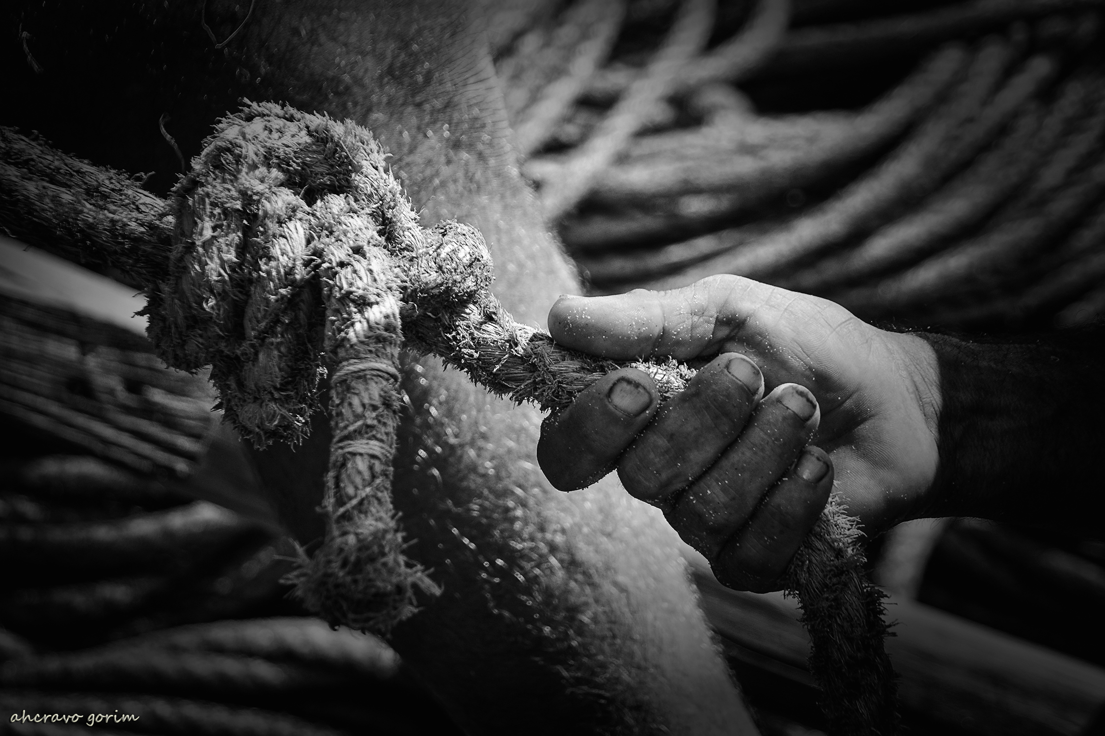 0 ahcravo_DSC_0157