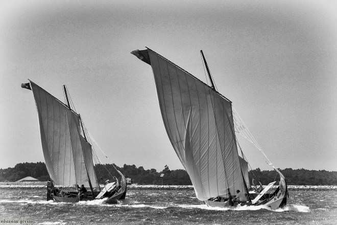 0 ahcravo_DSC_6407 regata moliceiros bw
