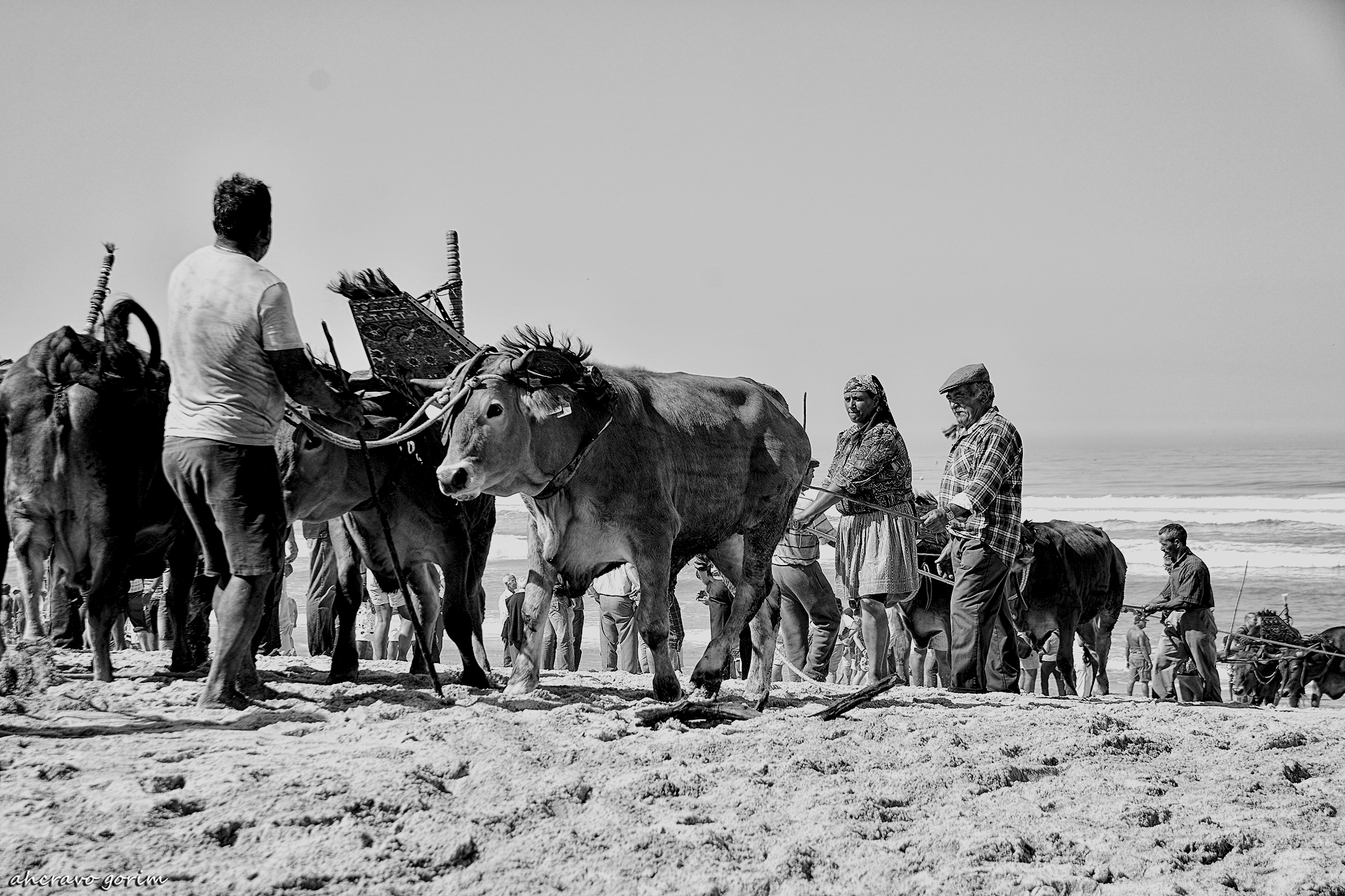 0 ahcravo_DSC_2904 s bw