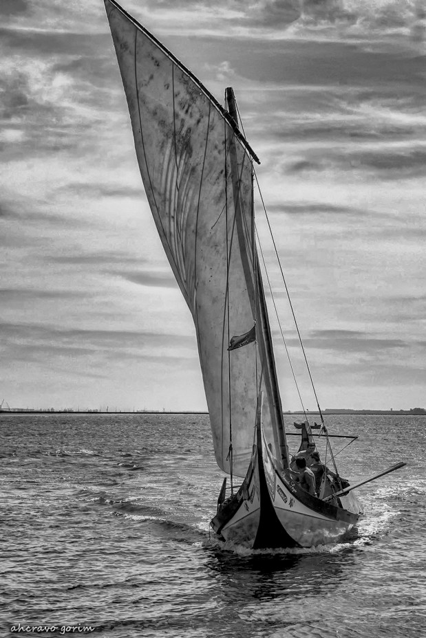 os moliceiros têm vela&nbsp;(357)