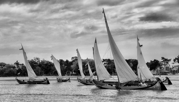 os moliceiros têm vela&nbsp;(358)