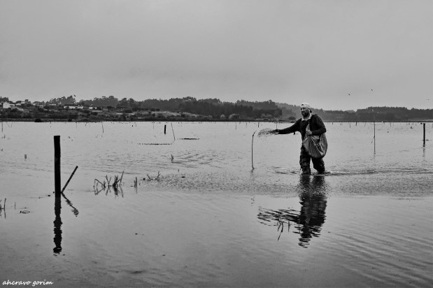 postais do arroz&nbsp;(1)