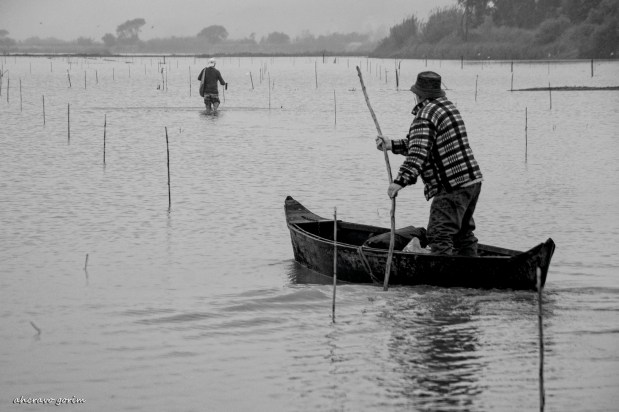 postais do arroz&nbsp;(9)