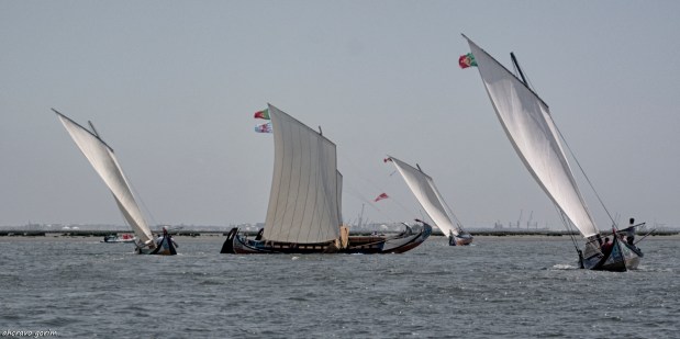 os moliceiros têm vela&nbsp;(364)