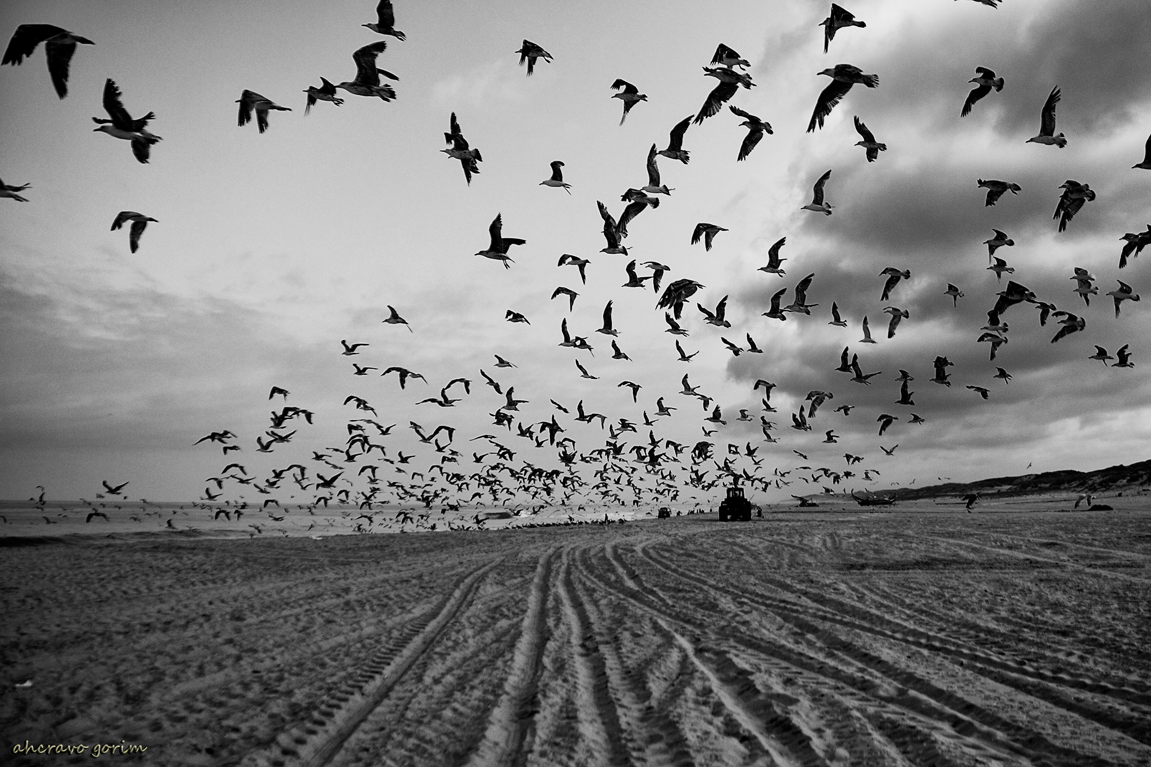 0 ahcravo_ DSC_5974 s