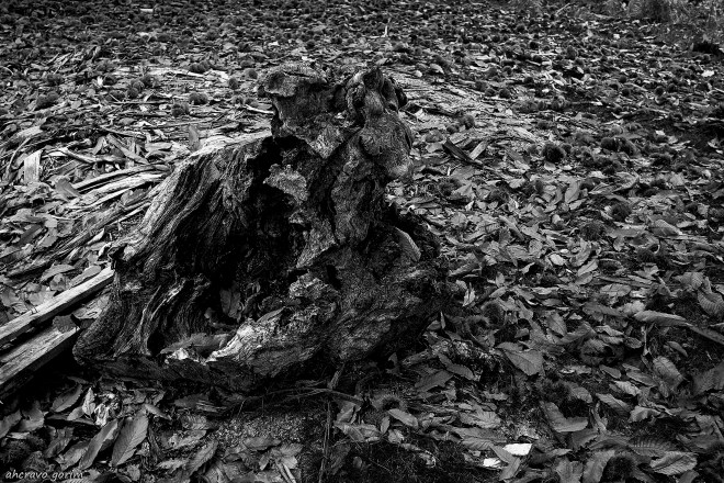 0 ahcravo_DSC_0434 macieira bw.jpg