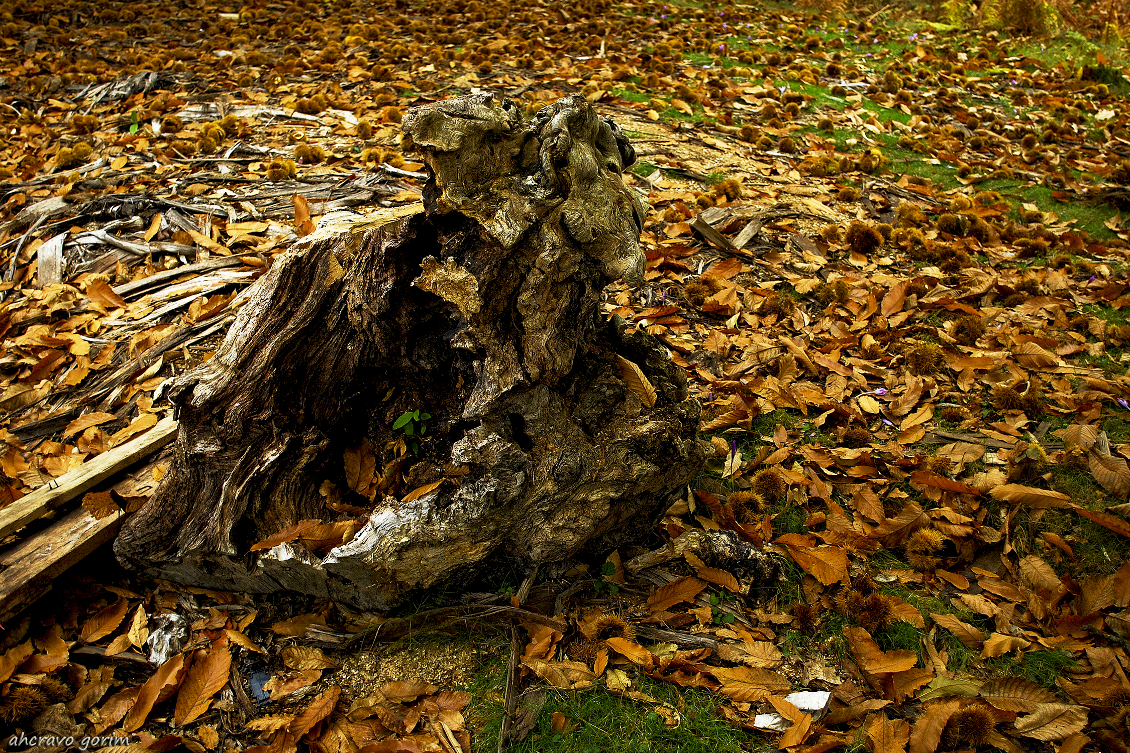 0 ahcravo_DSC_0434 macieira