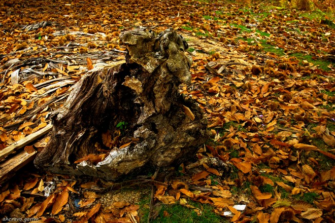 0 ahcravo_DSC_0434 macieira