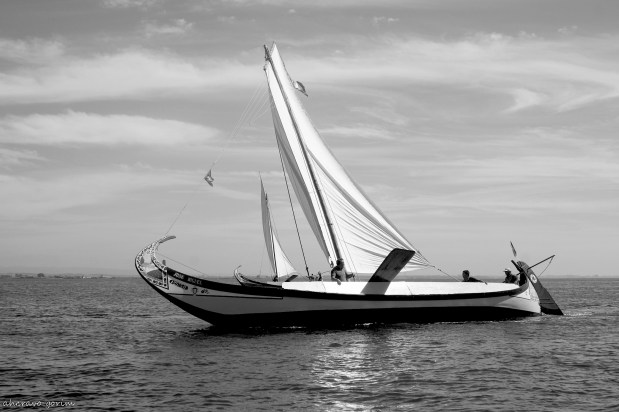 os moliceiros têm vela&nbsp;(390)