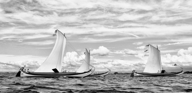 os moliceiros têm vela&nbsp;(388)