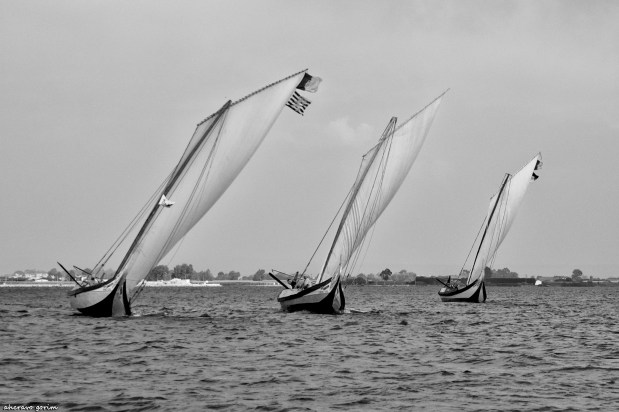 os moliceiros têm vela&nbsp;(443)