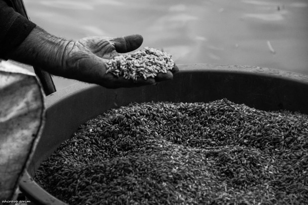 postais do arroz&nbsp;(12)