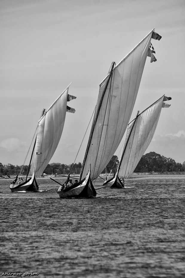 os moliceiros têm vela&nbsp;(463)