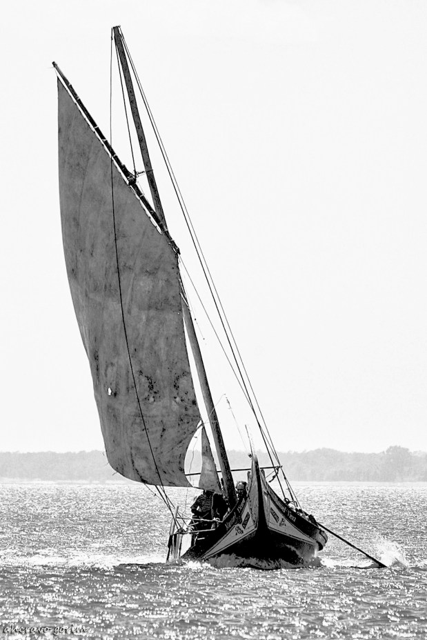 os moliceiros têm vela&nbsp;(468)