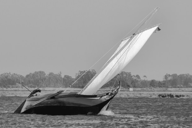 os moliceiros têm vela&nbsp;(472)